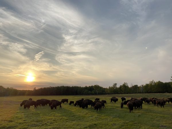 Superior Game Ranch - Upper Michigan - Image 4