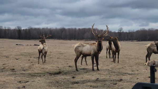 Superior Game Ranch - Upper Michigan - Image 14
