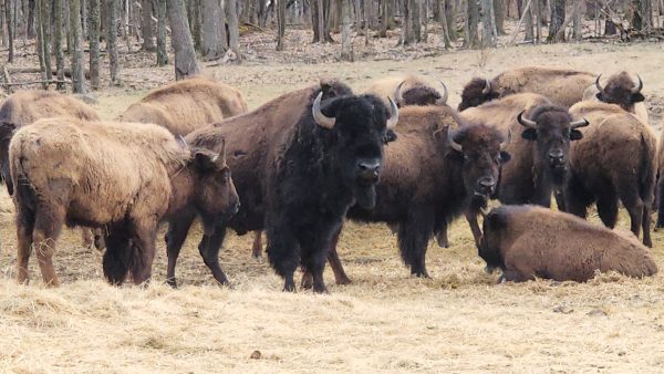 Superior Game Ranch - Upper Michigan - Image 17