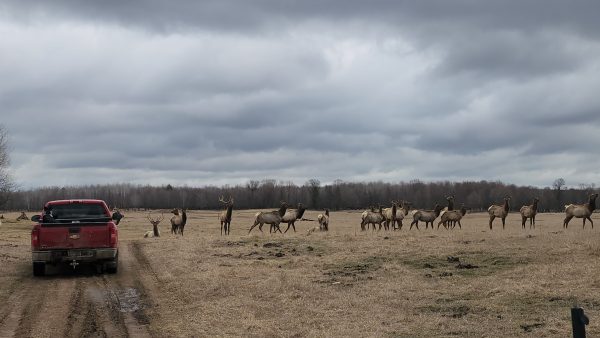 Superior Game Ranch - Upper Michigan - Image 19